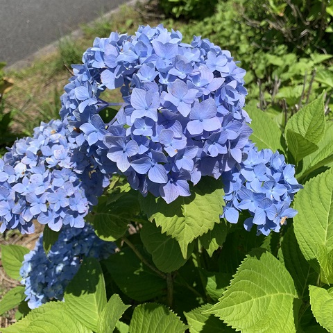 あじさい
